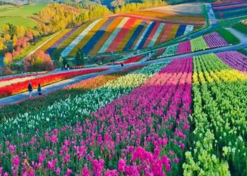 Por que Holambra é a cidade das flores?