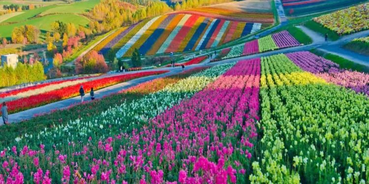 Por que Holambra é a cidade das flores? Por que Holambra é a cidade das flores?