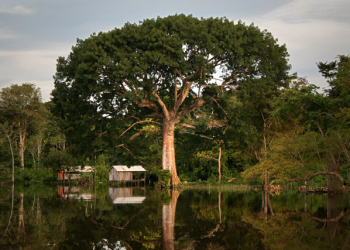 Árvore rainha da Amazônia, a gigantesca sagrada, Sumaúma