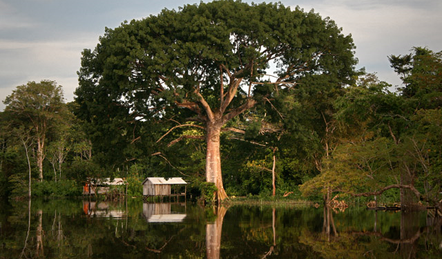 Árvore rainha da Amazônia, a gigantesca sagrada, Sumaúma