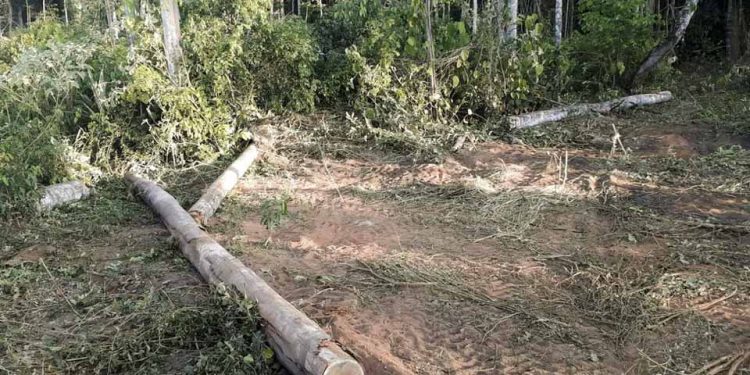 Dados do Inpe Rondônia teve alerta de desmatamento de 90km² em outubro Dados do Inpe Rondônia teve alerta de desmatamento de 90km² em outubro