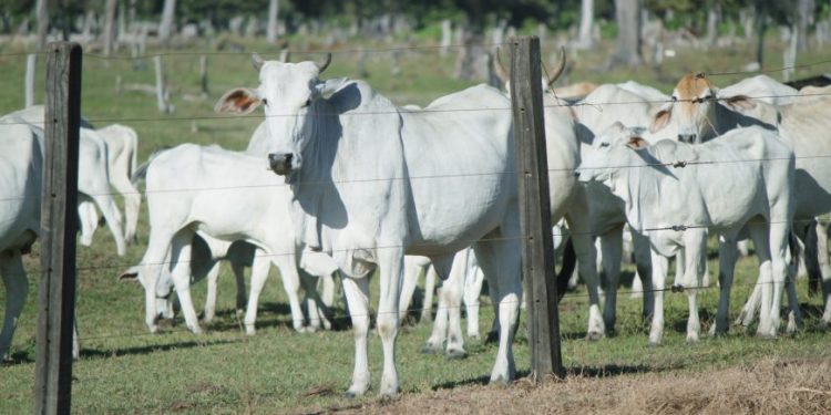 Mais de 90% dos pecuaristas de Rondônia já declararam ter vacinado rebanho