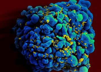 Vacina experimental contra HIV é segura e tem bons resultados em animais