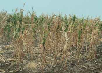 Situação de seca no RS preocupa agricultores