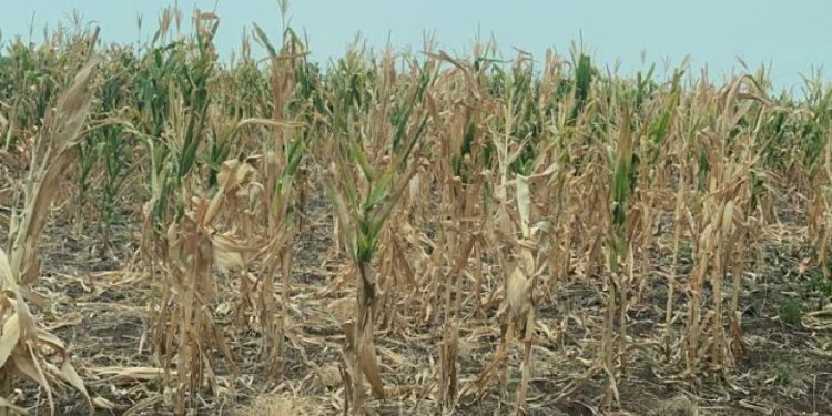 Situação de seca no RS preocupa agricultores