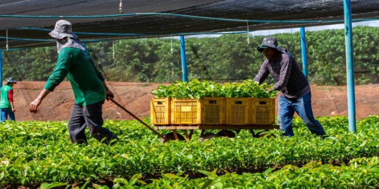Mudas de café clonal e de cacau serão transportadas para agricultores dos 52 municípios do Estado Mudas de café clonal e de cacau serão transportadas para agricultores dos 52 municípios do Estado