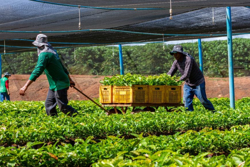 Mudas de café clonal e de cacau serão transportadas para agricultores dos 52 municípios do Estado Mudas de café clonal e de cacau serão transportadas para agricultores dos 52 municípios do Estado