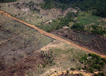 Porto Velho está entre os 12 municípios com maior desvalorização do preço por hectare
