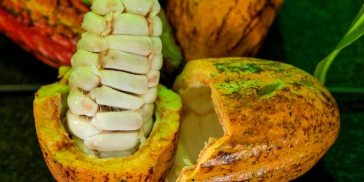 Estão abertas as inscrições para 2° Concurso de Qualidade e Sustentabilidade do Cacau de Rondônia Estão abertas as inscrições para 2° Concurso de Qualidade e Sustentabilidade do Cacau de Rondônia