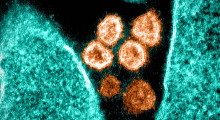 Cientistas descobrem método que impede totalmente a infecção pelo coronavírus Cientistas descobrem método que impede totalmente a infecção pelo coronavírus