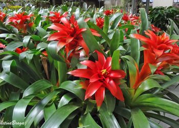 Dicas para cultivar Bromélias