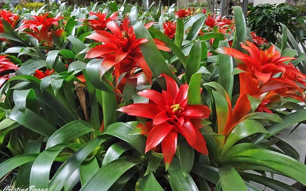 Dicas para cultivar Bromélias Dicas para cultivar Bromélias
