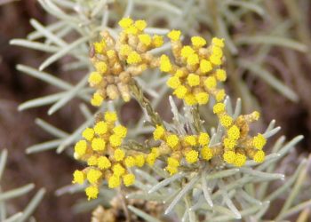 Plantas de regiões com bastante sol