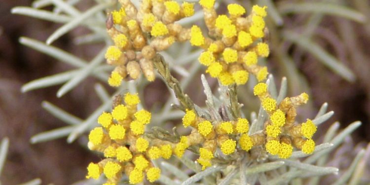 Plantas de regiões com bastante sol Plantas de regiões com bastante sol