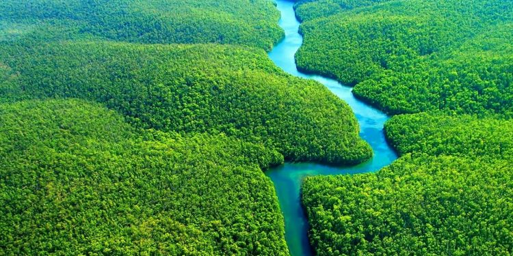 Após vitória de Lula, Noruega anuncia retomada de auxílio à Amazônia