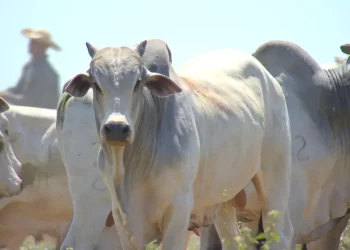 Preço da arroba do boi gordo: veja a nova cotação da Emater em Rondônia, Jaru é a mais baixa