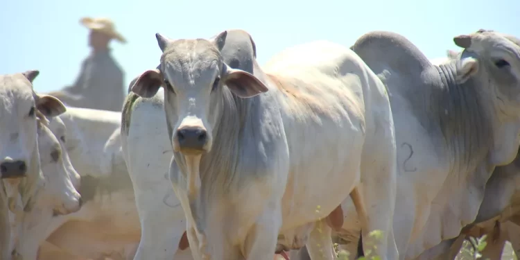 Preço da arroba do boi gordo: veja a nova cotação da Emater em Rondônia, Jaru é a mais baixa Preço da arroba do boi gordo: veja a nova cotação da Emater em Rondônia, Jaru é a mais baixa