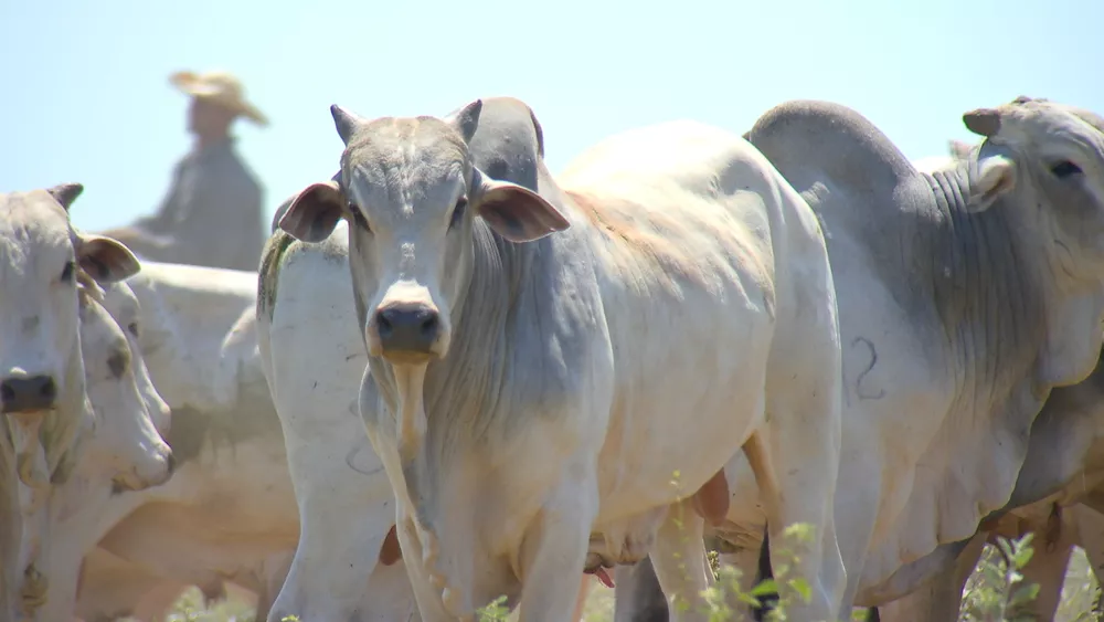 Preço da arroba do boi gordo: veja a nova cotação da Emater em Rondônia, Jaru é a mais baixa Preço da arroba do boi gordo: veja a nova cotação da Emater em Rondônia, Jaru é a mais baixa