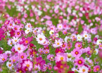 Flores, uma tradição em velórios brasileiros