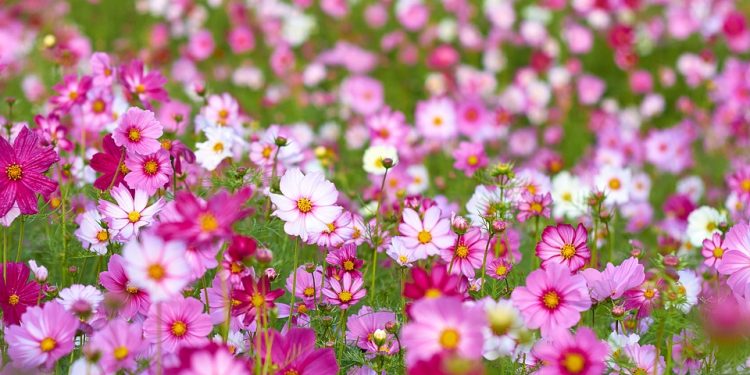 Flores, uma tradição em velórios brasileiros Flores, uma tradição em velórios brasileiros
