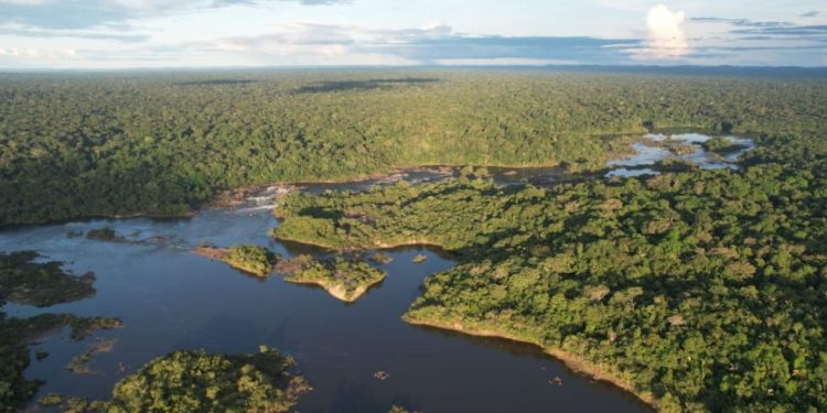 Greener: Token focado no ESG e preservação ambiental revoluciona o mercado de créditos de carbono no Brasil