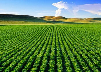 Grupo HP Agro fecha parceria com Banco do Brasil em um projeto novo e promissor