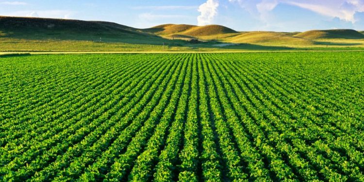 Grupo HP Agro fecha parceria com Banco do Brasil em um projeto novo e promissor Grupo HP Agro fecha parceria com Banco do Brasil em um projeto novo e promissor