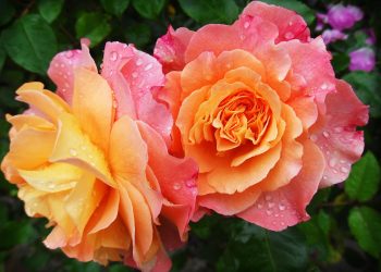Como cultivar flores em apartamentos Como cultivar flores em apartamentos