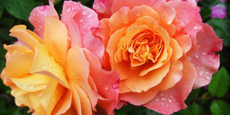 Como cultivar flores em apartamentos