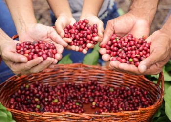 Café de Rondônia se destaca no cenário nacional e internacional com prêmios e reconhecimentos