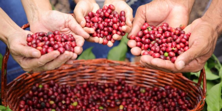 Café de Rondônia se destaca no cenário nacional e internacional com prêmios e reconhecimentos Café de Rondônia se destaca no cenário nacional e internacional com prêmios e reconhecimentos