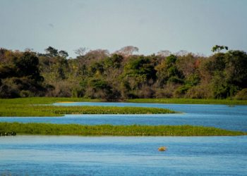 Rondônia dispara na produção agro e ao mesmo tempo é destaque na redução do desmatamento no Brasil
