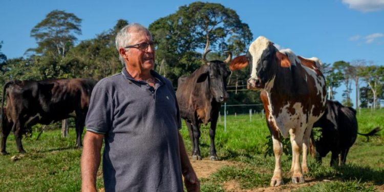 Vacas produzem mais leite em Rondônia com alimentação diferenciada e mudam realidade do campo Vacas produzem mais leite em Rondônia com alimentação diferenciada e mudam realidade do campo