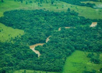 Rondônia tem redução de 35% na taxa de desmatamento entre o período de agosto de 2024 a julho de 2025