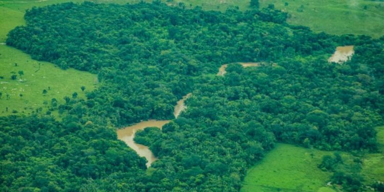 Rondônia tem redução de 35% na taxa de desmatamento entre o período de agosto de 2024 a julho de 2025 Rondônia tem redução de 35% na taxa de desmatamento entre o período de agosto de 2024 a julho de 2025