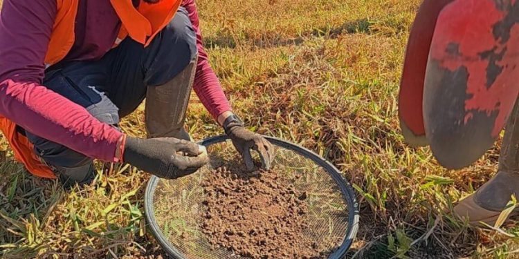 Pesquisas arqueológicas são realizadas para garantir preservação cultural durante pavimentação da RO-420