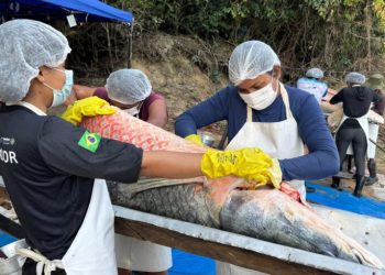 Primeira edição da pesca manejada em 2025 retira 160 pirarucus do Rio Cautário e gera mais de R$ 90 mil em renda comunitária
