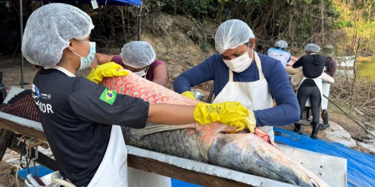 Primeira edição da pesca manejada em 2025 retira 160 pirarucus do Rio Cautário e gera mais de R$ 90 mil em renda comunitária Primeira edição da pesca manejada em 2025 retira 160 pirarucus do Rio Cautário e gera mais de R$ 90 mil em renda comunitária