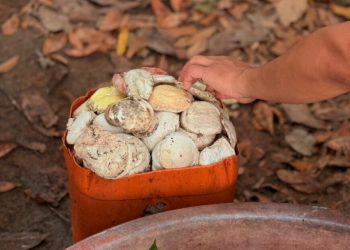 Atividades extrativistas promovem desenvolvimento sustentável na Resex Rio Cautário, no Vale do Guaporé