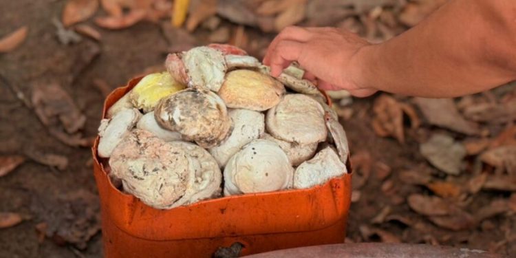 Atividades extrativistas promovem desenvolvimento sustentável na Resex Rio Cautário, no Vale do Guaporé Atividades extrativistas promovem desenvolvimento sustentável na Resex Rio Cautário, no Vale do Guaporé