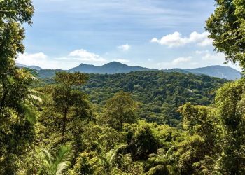 Carbono Retido de Biodiversidade – Serviços Ambientais Carbono Retido de Biodiversidade – Serviços Ambientais