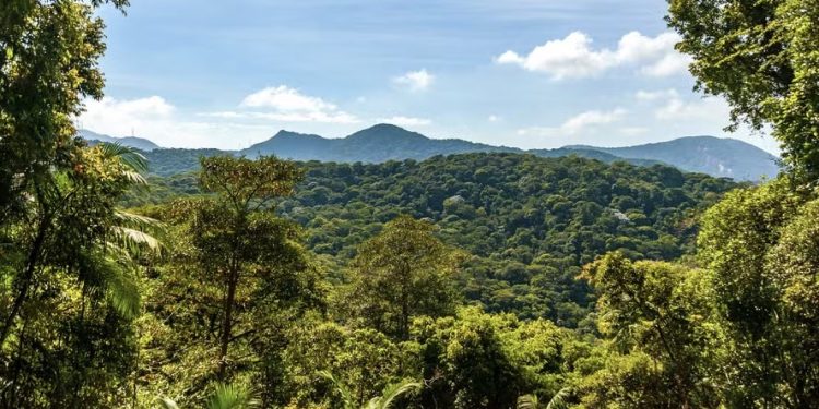 Carbono Retido de Biodiversidade – Serviços Ambientais