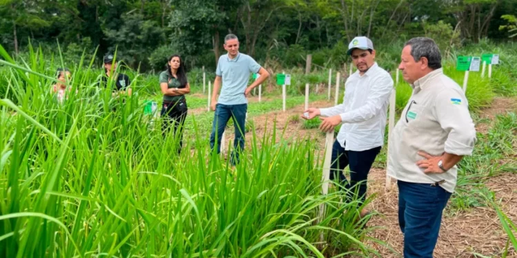 Programa estadual fortalece pecuária leiteira e aumenta produtividade na agricultura familiar em Rondônia Programa estadual fortalece pecuária leiteira e aumenta produtividade na agricultura familiar em Rondônia