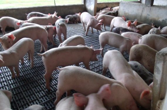 Rondônia viabiliza produção de suínos com foco em mercado e exportação Rondônia viabiliza produção de suínos com foco em mercado e exportação