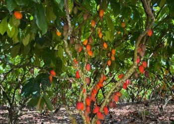 Inscrições para 6º Concurso de Qualidade e Sustentabilidade do Cacau de Rondônia são prorrogadas até 3 de julho Inscrições para 6º Concurso de Qualidade e Sustentabilidade do Cacau de Rondônia são prorrogadas até 3 de julho