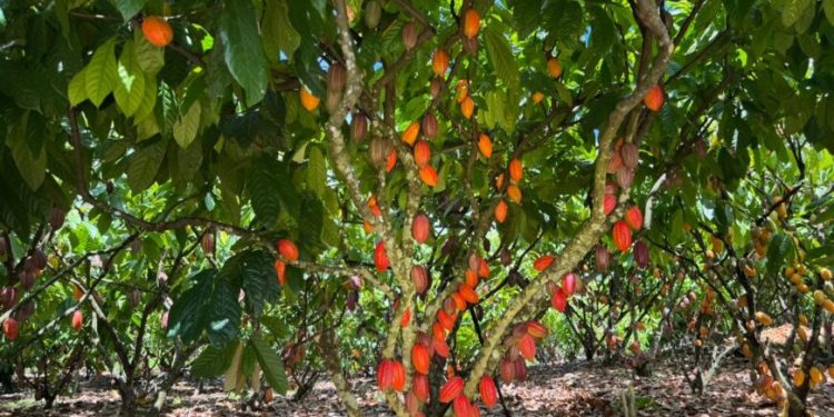 Inscrições para 6º Concurso de Qualidade e Sustentabilidade do Cacau de Rondônia são prorrogadas até 3 de julho Inscrições para 6º Concurso de Qualidade e Sustentabilidade do Cacau de Rondônia são prorrogadas até 3 de julho