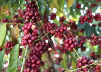 Inscrições abertas para 11º Concurso de Qualidade e Sustentabilidade do Café de Rondônia