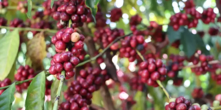 Inscrições abertas para 11º Concurso de Qualidade e Sustentabilidade do Café de Rondônia