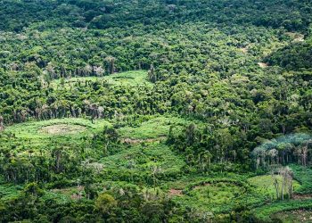 Plataforma reúne 232 políticas públicas de bioeconomia na Pan-Amazônia