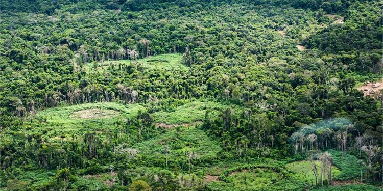 Plataforma reúne 232 políticas públicas de bioeconomia na Pan-Amazônia